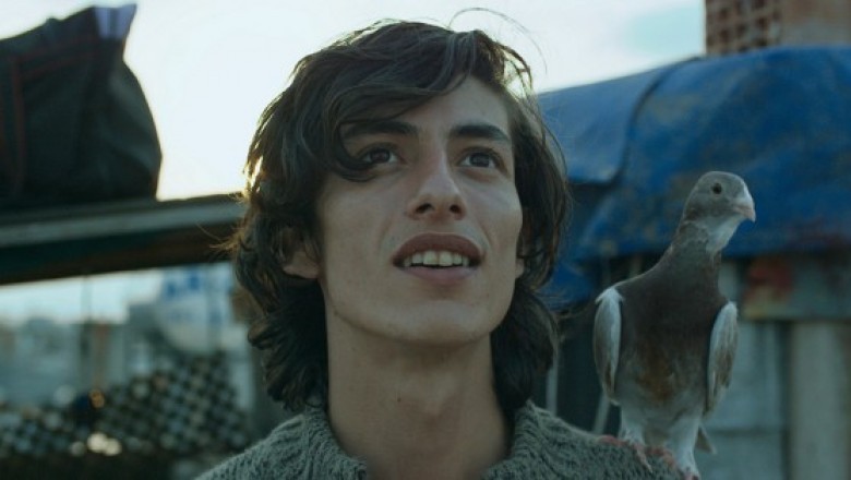 Güvercin (The Pigeon) - 2018 Film İncelemesi 